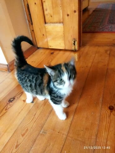 Muncuqlar: Tabbi, Dişi, Yaxşı əllərə — 3