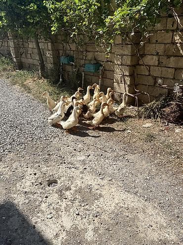 qus adlari: Kuban danışan ördəklər içində bir dənə belə yaşlı yoxdu hamısı 3,4,5 — 1