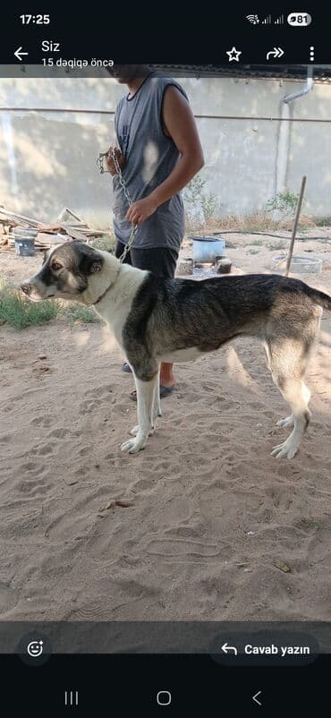 дрессировка собак баку: İt – böyük ölçülü, güclü bədən quruluşlu, qısa tüklü. - Rəng — 3