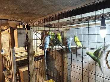 купить хамелеона в баку: Məhəbbət quşları 1Ədəd 10Azn — 4