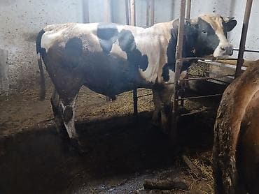 qus satisi: Satılır: ətlik erkək mal (öküz) Bordaq danalar satılır,müddetli yemiş — 9