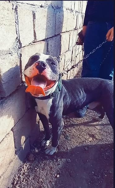 pitbul itləri: Pitbul, Erkek, Peyvəndli — 2