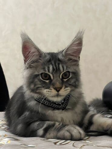 Alfa Romeo: Meyn-kun, Erkək — 1