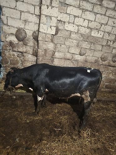 ucuz quzular: Qara-alaca erkək mal-qara (buğa/buzaq) - Rəng: parlaq qara, alında ağ — 5