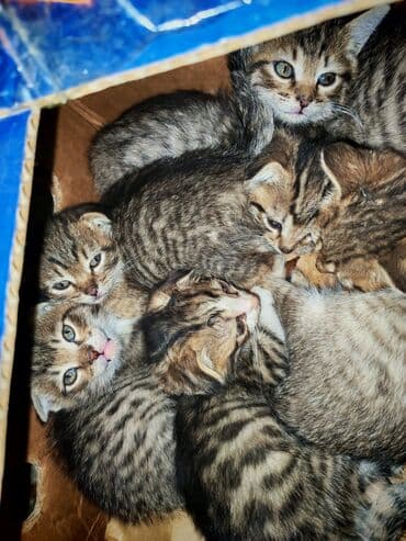 malta balonka: Yaxşı əllərə — 2