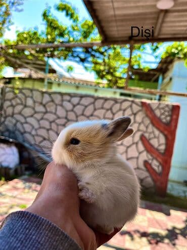 dovwan: Salam🖐🏻. Müxtelif karlik reng seçimleri ve sortları var 🎁 ad — 4
