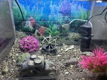 аквариум без рыб: Bu akvaryum evinizdə və ya ofisinizdə sakitləşdirici bir atmosfer — 1