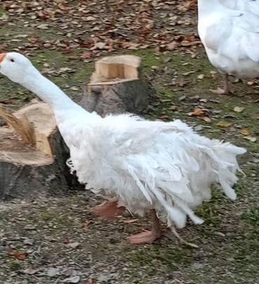 Hyundai: Saçaqlı qaz — 3