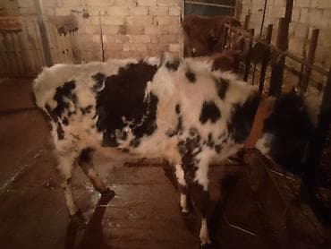 ətlik cucələr: Dana, buzov, Dişi, Simental, ay: 4, 50 kq, Ətlik, Ünvandan götürmə — 3
