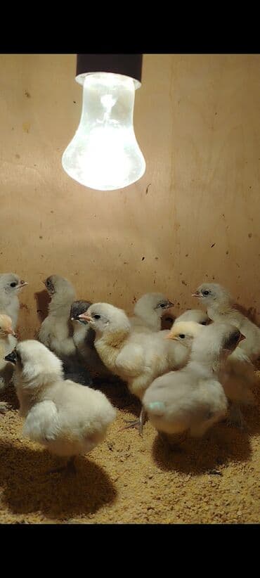 ordek balasi nece gune cixir: Toyuq cücələri, Damazlıq — 9