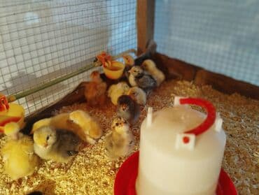 Aş qazanı: Toyuq cücələri, Damazlıq, Ünvandan götürmə, Pulsuz çatdırılma, Ödənişli çatdırılma — 3