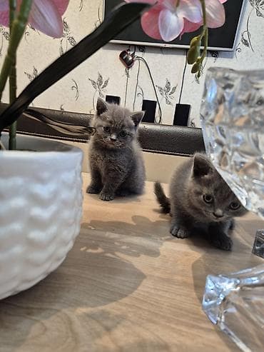 pisik balasi: Britan — 2