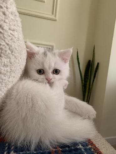 pisik satisi: Şotland, Dişi, Ünvandan götürmə — 2