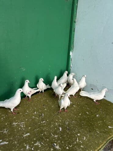 qasqaldag qusu: Az quyruglardi — 2