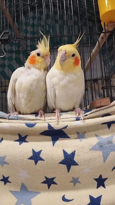 Попугаи: Nimfa (Cockatiel) tutuquşuları – sarı baş, ağ bədən, yanaqlarda — 2