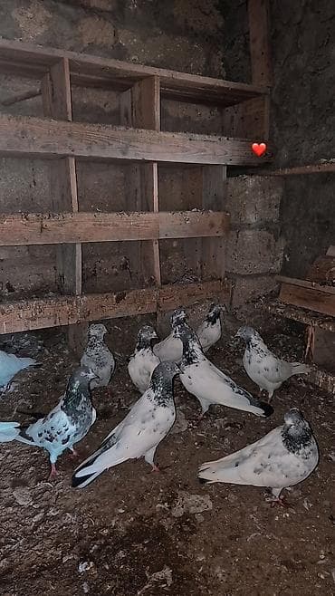 ev goyərcinləri: Məhsul: Ev göyərçinləri qrupu (ağ və ağ‑qara ləkəli rənglər) Təsvir — 5