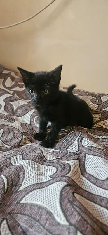 приют для собак баку: Самка, В добрые руки, Бесплатная доставка — 2