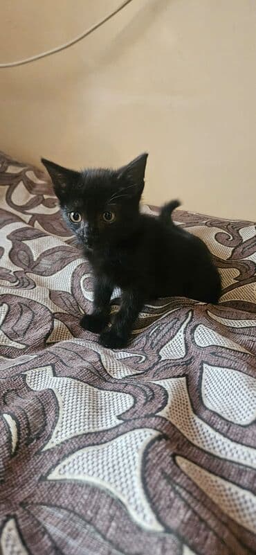 pulsuz pişik balaları 2022: Dişi, Yaxşı əllərə — 10