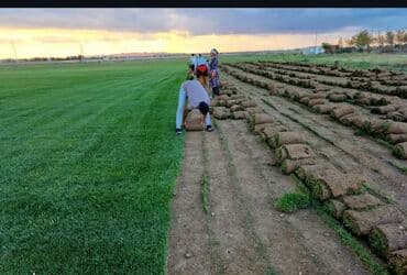 devedabani bitkisi: Rulon qazon – peşəkar şəkildə becərilmiş, sıx və vahid yaşıllıq — 5