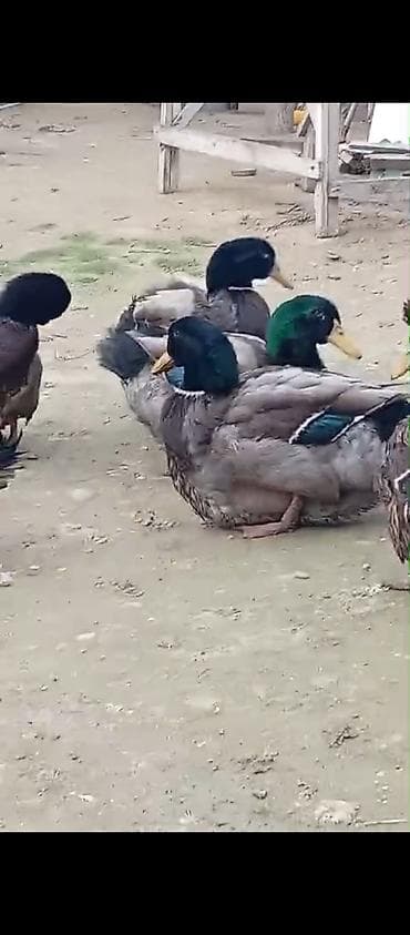 bala doşan: Ruan ordek yumurta 5m, bala 20m. Temiz qan.unvan : Shuvelan — 3