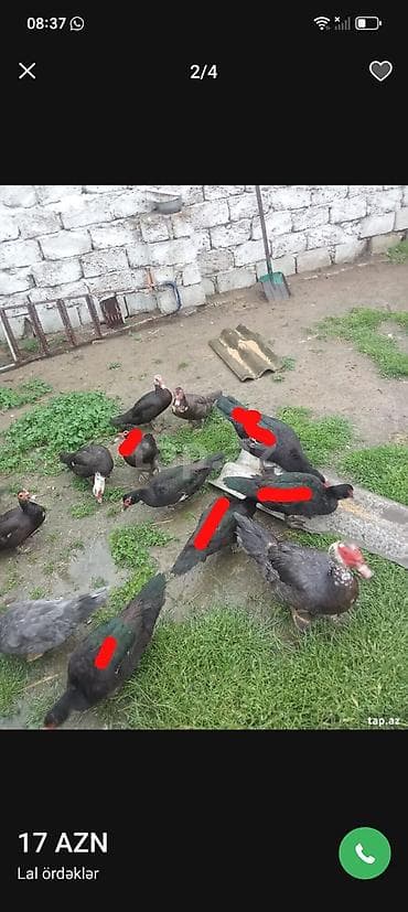 lal ordek balasi: Lal ordeyler satlir 10 fere 3 erkey fereler 17 manat hamsi bir yerde — 2
