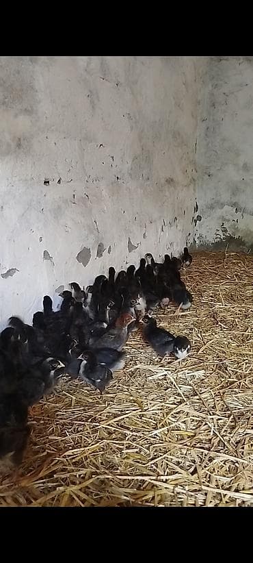 cücə və xoruz təmsil: 25 günlük super seçmə rəng seçmə kənd cücələri satılır, hamısı qara — 9