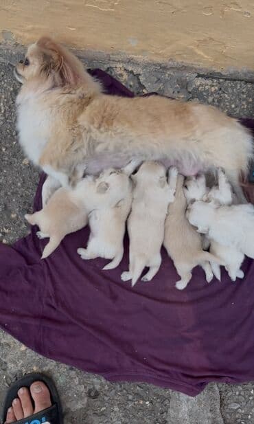 heyvan pişik: Pekines, 1 ay, Erkek, Pulsuz çatdırılma — 2