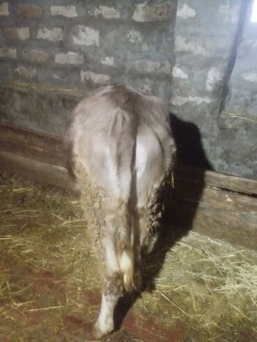 peleng sekili: Satışda cavan buzovlar - Növ: iri buynuzlu heyvan, cavan buzovlar - — 4