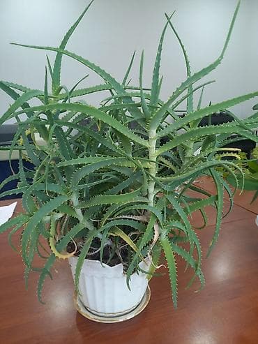 tarsofka aparati narxi: Aloe (sukkulent) otaq bitkisi - Növ: Aloe – çoxgövdəli, tikanvari — 1