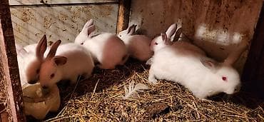 gene ucun derman: Təmiz Kaliforniya Dovşanı 6 ədəd balalar1 aylıqdı ünvan Novxanı — 2