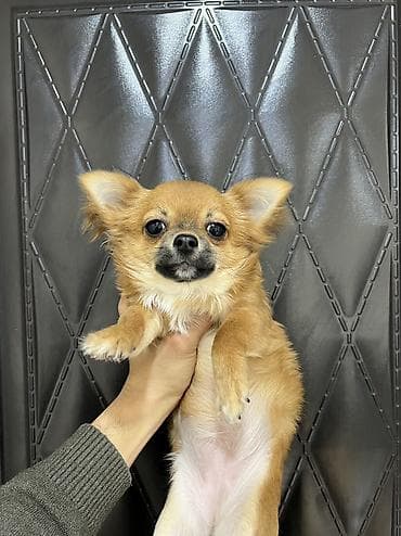 Çixuahua, 6 ay, Dişi, Peyvəndli, Ödənişli çatdırılma