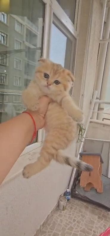 Britan, Erkək, Dişi, Yaxşı əllərə, Ünvandan götürmə, Ödənişli çatdırılma