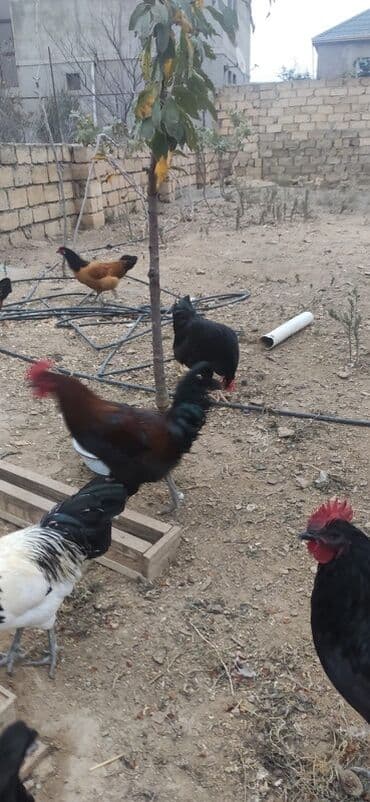 3 toyuq 3 gune 3 yumurta: Salam.yalniz qaralar satilir 7 ayligdilar hec bir prablemi yoxdu — 2