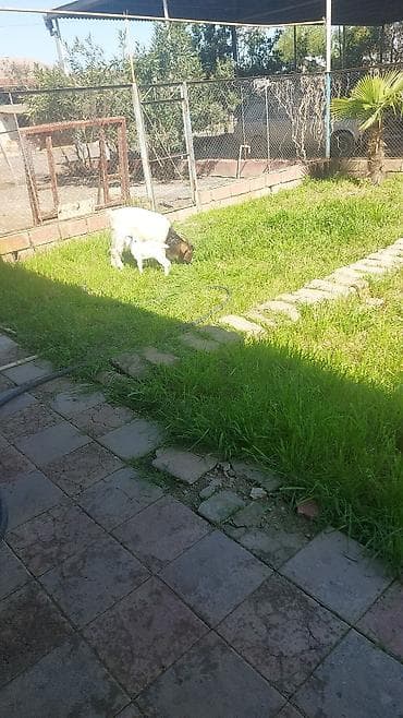 tap az ev quslari: Boer tipli keçi – balasi erkek ilə birlikdə - Cins: Boer (ətlik — 2