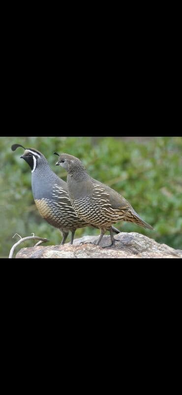 Qazlar: Kalifornia bildircini cut qiymet cutune aitdi — 1