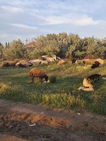 Çobanlar: Salam heyvanar komda satilir tek tekde her qiymete var fikri cidi — 3