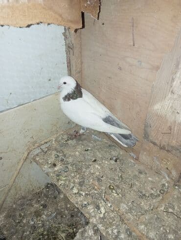 quş yuvaları: Məhsul: Ev göyərçinləri (bir neçə cüt) Təsvir: - Fərqli rəng və — 4