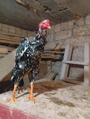 Satılır: rəngarəng naxışlı döyüş xoruzu - Cins/type: Uzunboylu