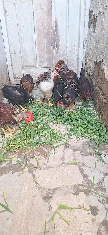 Куры: Курица, Для разведения, Платная доставка — 4