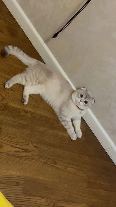 Şotland yastı qulaq