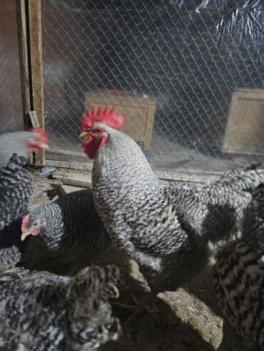 Другие животные: Amroks 3 fere 1 xoruz — 1