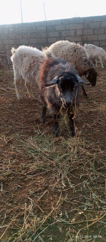 cuceye verilen adlar: Keçi və çəpişlər — 3