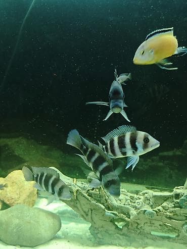 baliq akvarum: Cixlid balığı, Yırtıcı — 1