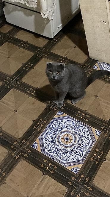 Şotland yastı qulaq, Erkək