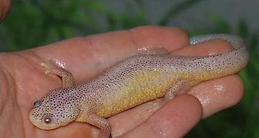 Аквариумные аксессуары и принадлежности: Albino Afrika cırtdan qurbağası (Hymenochirus) – akvarium üçün nadir — 2