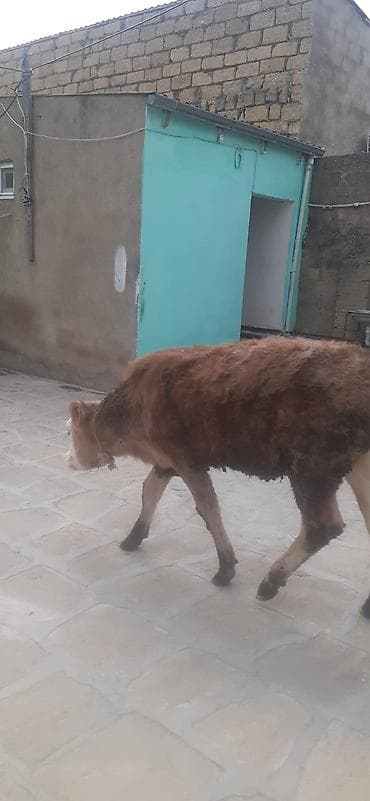 mal satisi: 9ayliq disi danadi simentaldi oz danamdi alverci deyil.1300manat.qobu — 3