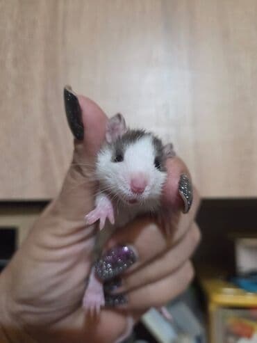 gəmiricilər: Декоративные крысята, мальчики и девочки. 25 дней. Цена 40-50м. По — 3