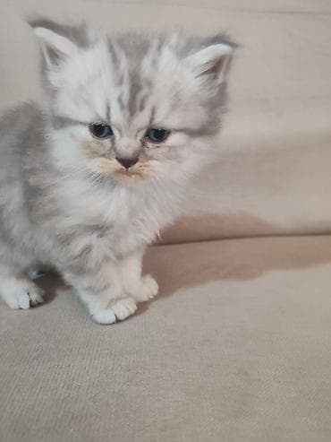 haski balasi satilir: Erkək, Yaxşı əllərə — 2