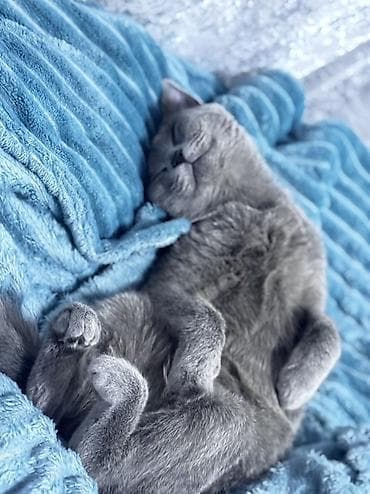 pişik etibarlı əllərə: Şotland, Dişi, Yaxşı əllərə, Ünvandan götürmə, Ödənişli çatdırılma — 2