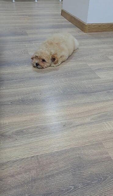 Xaltalar, qayışlar və tasmalar: Tecili Xarice getdiyim ucun satiram sabaha Biletimin vaxdidir — 2